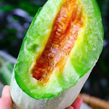 【推荐】安阳内黄沙地甜瓜博洋61香脆薄皮甜度如蜜