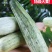 【推荐】安阳内黄沙地甜瓜博洋61香脆薄皮甜度如蜜