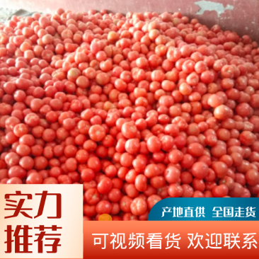 硬粉西红柿弧二以上，保质保量，硬度好沙瓤，耐运输