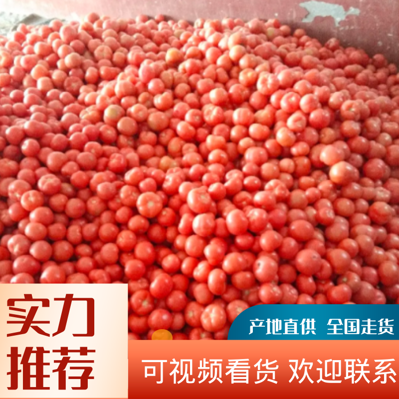 硬粉西红柿弧二以上，保质保量，硬度好沙瓤，耐运输