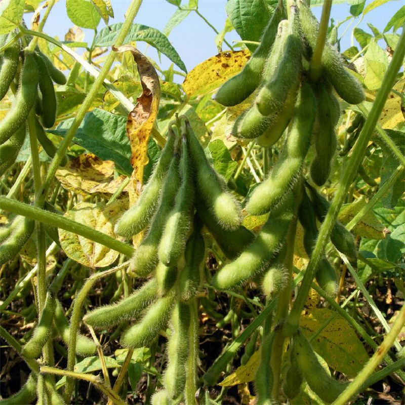 精选早熟鲜食毛豆种子香甜糯非转基因大荚菜毛豆种子