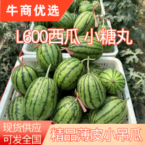 精品L600吊秧小西瓜，小吊瓜皮薄瓤红，产地直发新鲜现摘