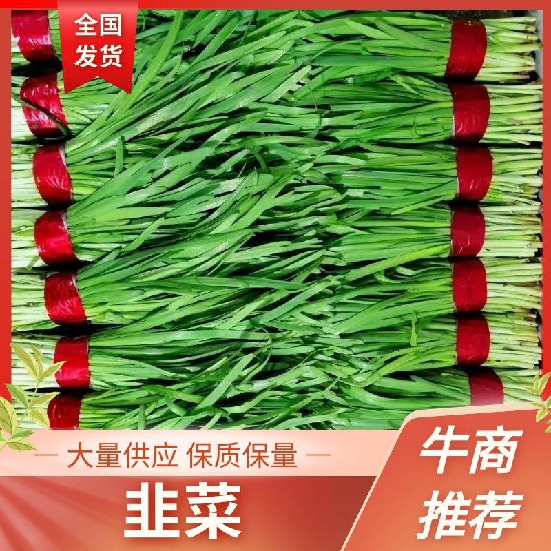 河北邯郸韭菜基地发货品质好价格美欢迎客商电联
