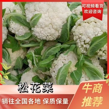 河北邯郸永年蔬菜产地货源充足质量保证价格便宜量大从优