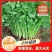 河北邯郸香菜精品货源量大从优产地对接走货欢迎致电
