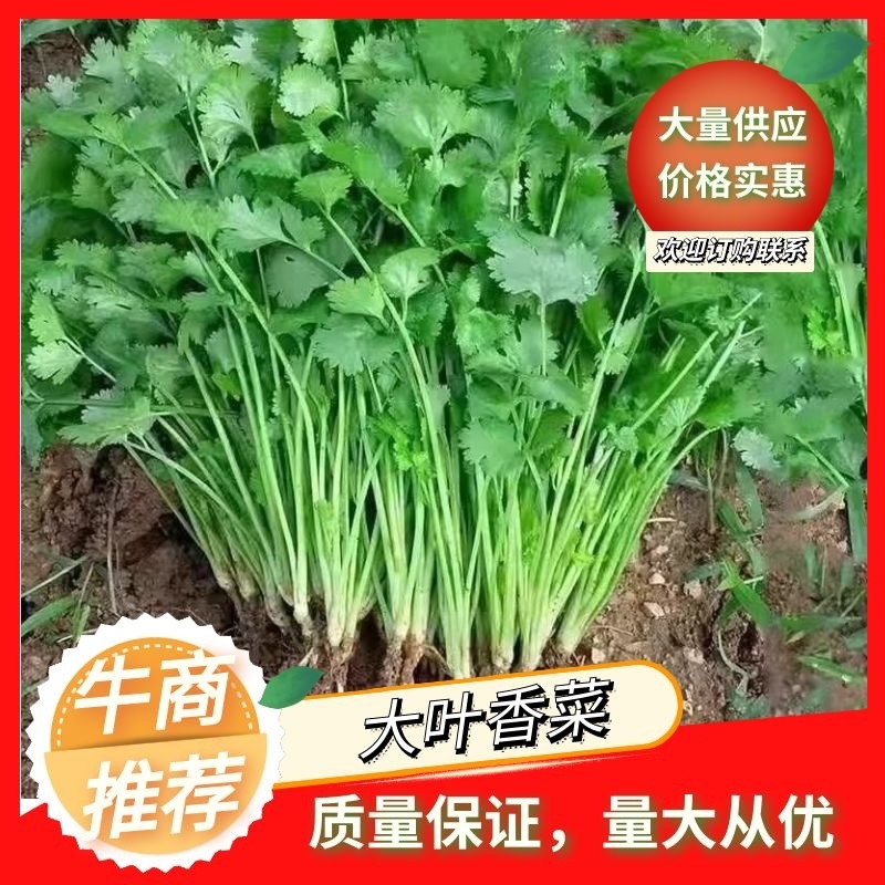 河北邯郸香菜精品货源量大从优产地对接走货欢迎致电