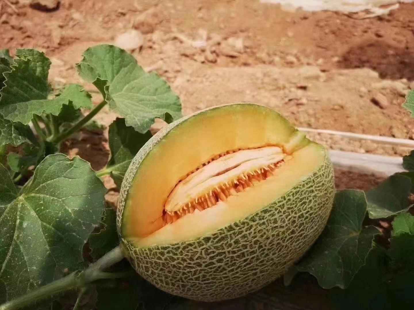 展示不同成熟度的西州蜜瓜对比,突出挑选技巧要点 西州蜜瓜选购对比图