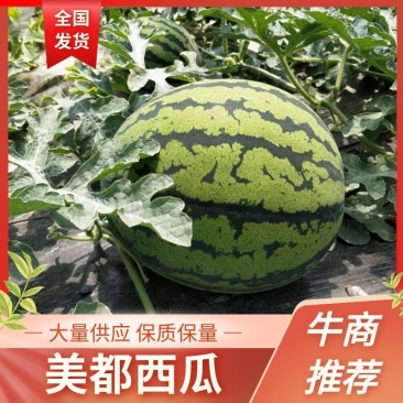 【热卖】精品美都西瓜原产地发货货源充足欢迎电联