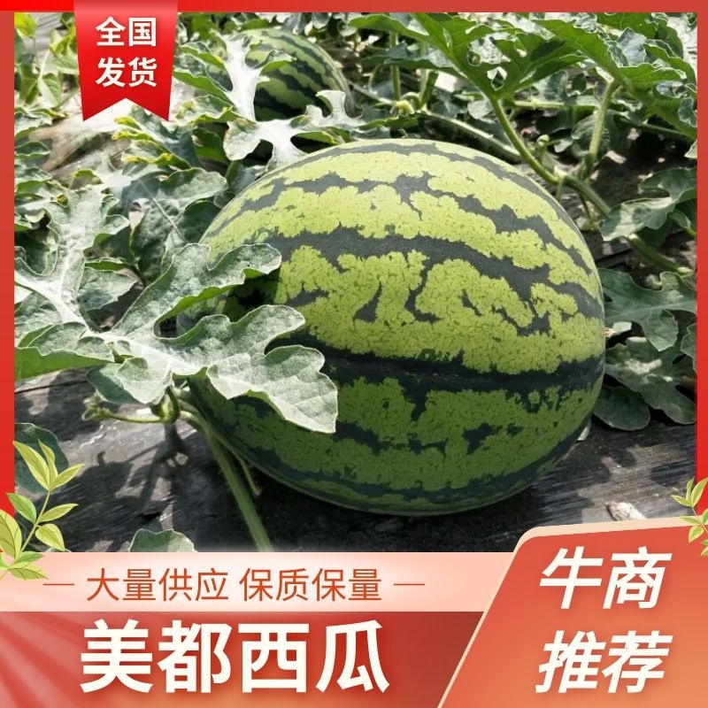 【热卖】精品美都西瓜原产地发货货源充足欢迎电联