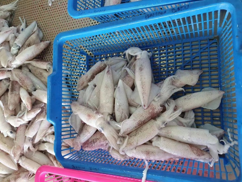 精品印尼白鱿鱼深海【鱿鱼】成色好价格美欢迎订购