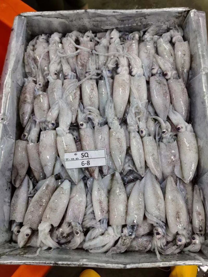 精品印尼白鱿鱼深海【鱿鱼】成色好价格美欢迎订购