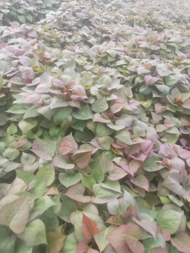 西瓜红红薯苗烟薯苗多种红薯苗大量供货产地直发
