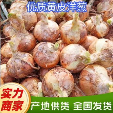 【黄洋葱】精品黄皮洋葱大量上市加工厂、电商质量好