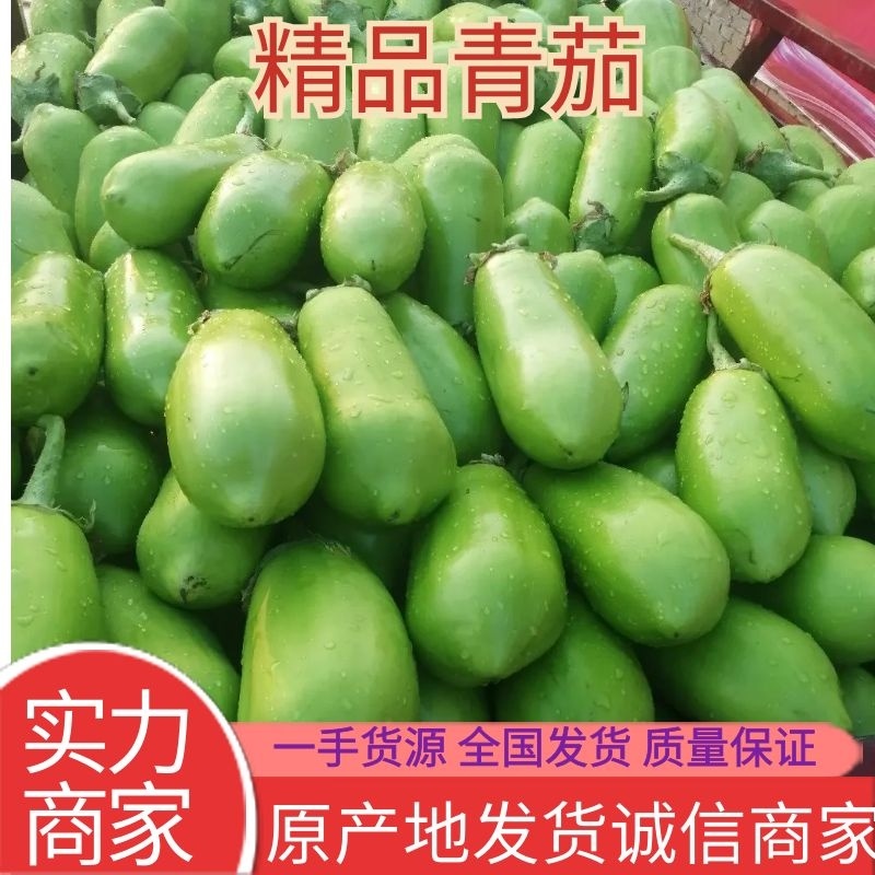 【茄子】大棚青茄已大量上市供应各大市场电商可视频看货