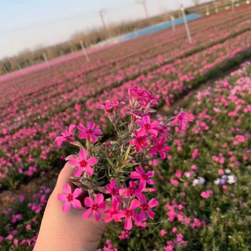 芝樱批发