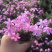 芝樱批发