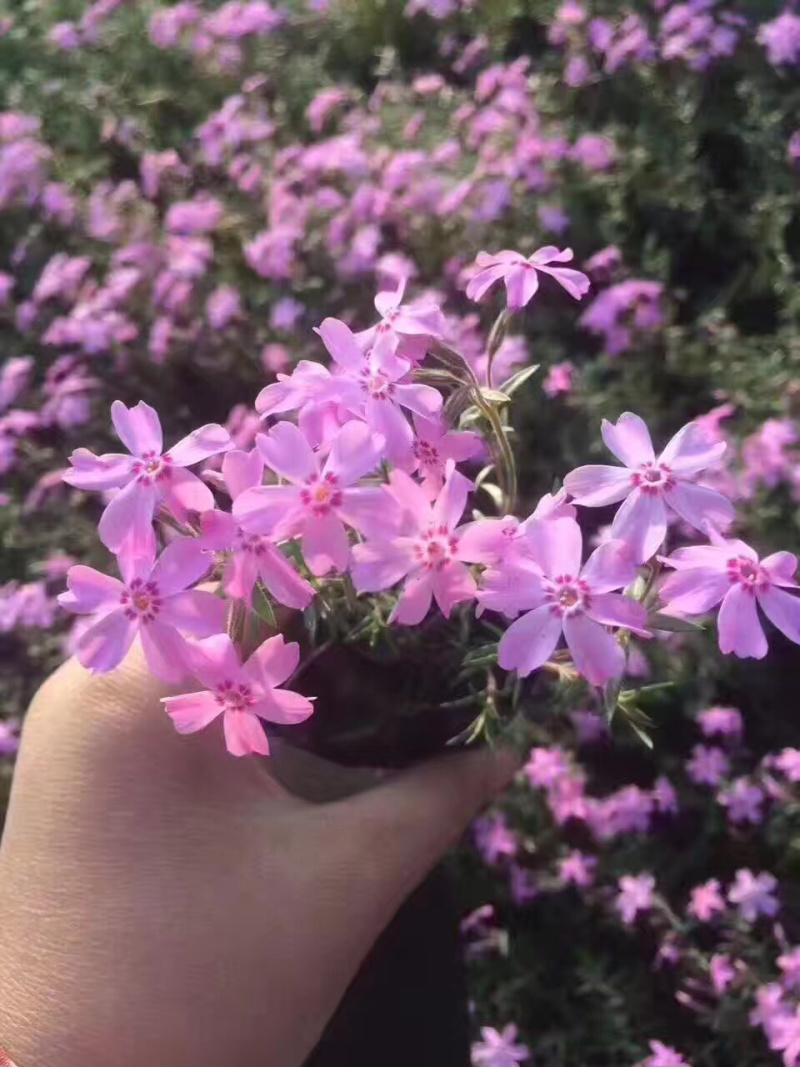芝樱批发