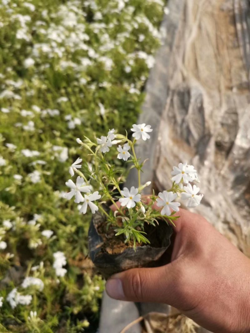 芝樱批发