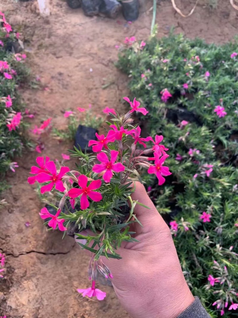 芝樱批发