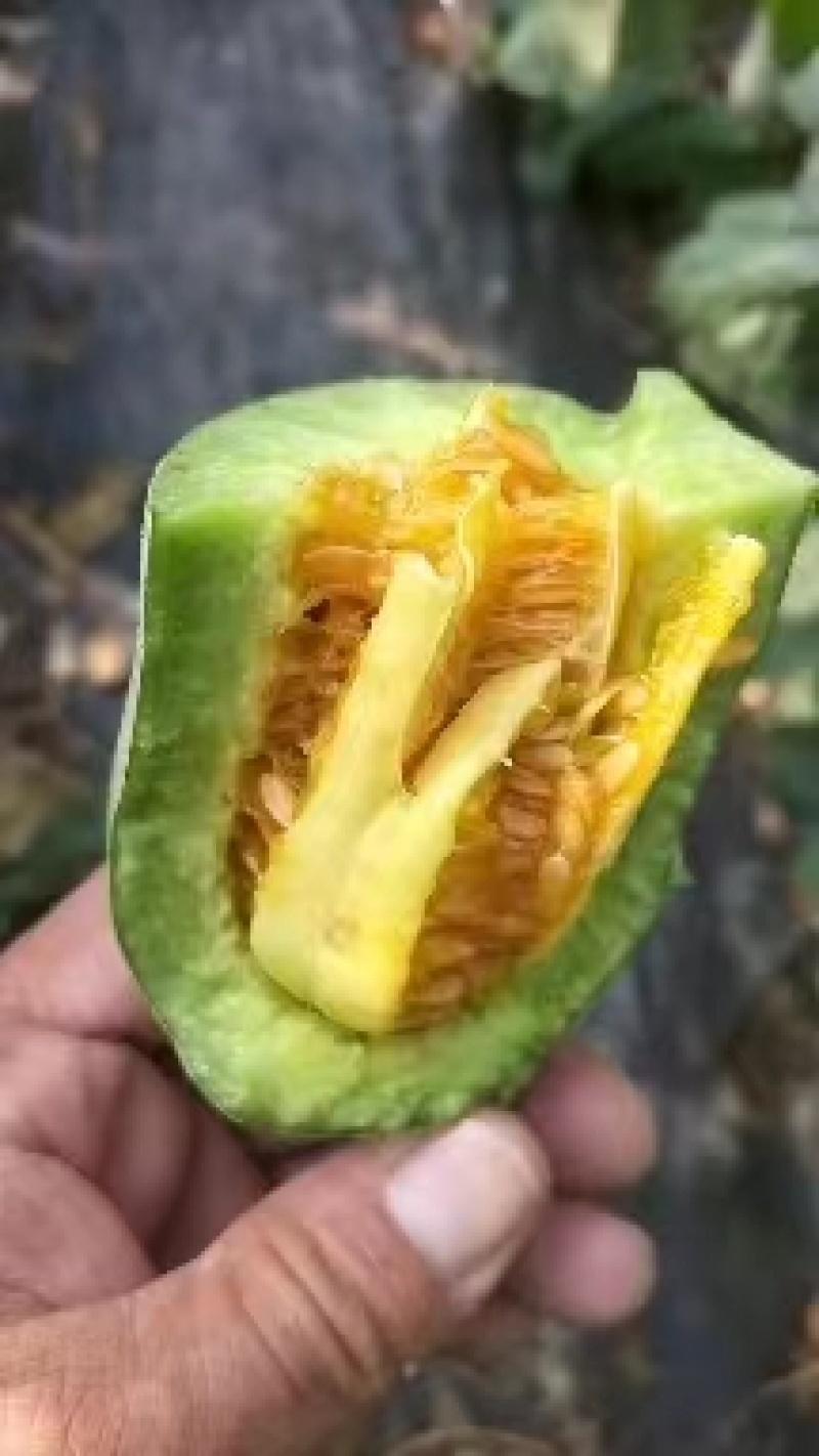 山东博洋甜瓜大量上市一手货源供应商超欢迎来电选