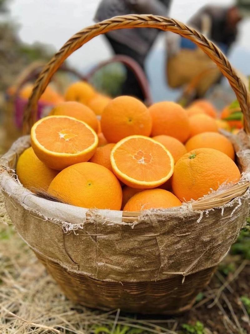 【伦晚春橙】基地直供伦晚脐橙大量供应对接商超欢迎来电洽谈
