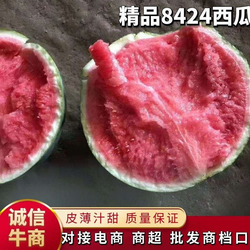 山东临沂美都西瓜，8424西瓜产地批发，薄皮肉甜果型标准