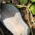 【热卖】金茂密本南瓜种子—肉厚肉红腔小欢迎联—南瓜种植基