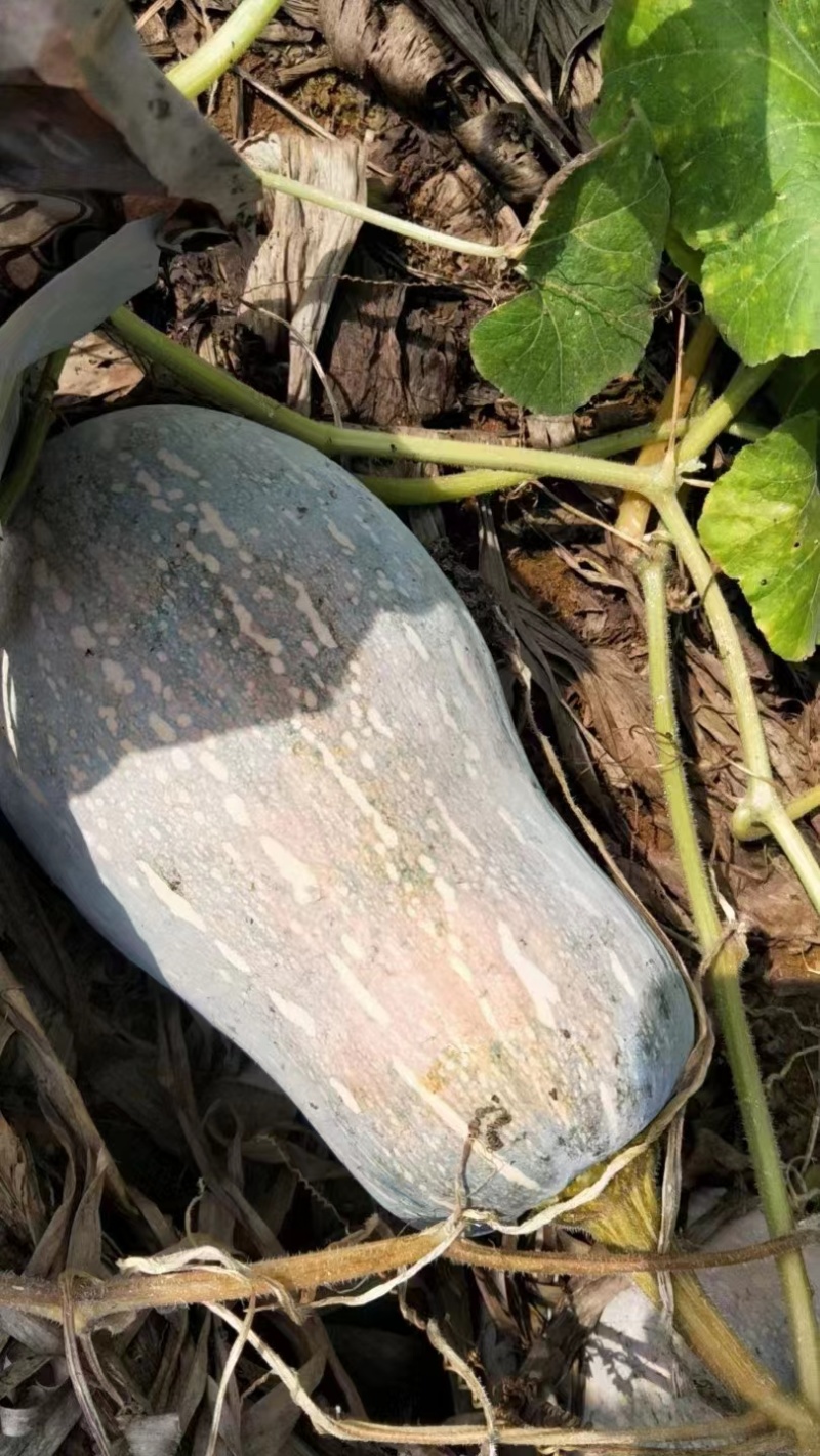 【热卖】金茂密本南瓜种子—肉厚肉红腔小欢迎联—南瓜种植基