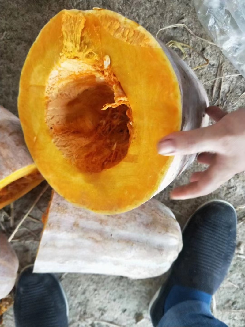 【热卖】金茂密本南瓜种子—肉厚肉红腔小欢迎联—南瓜种植基