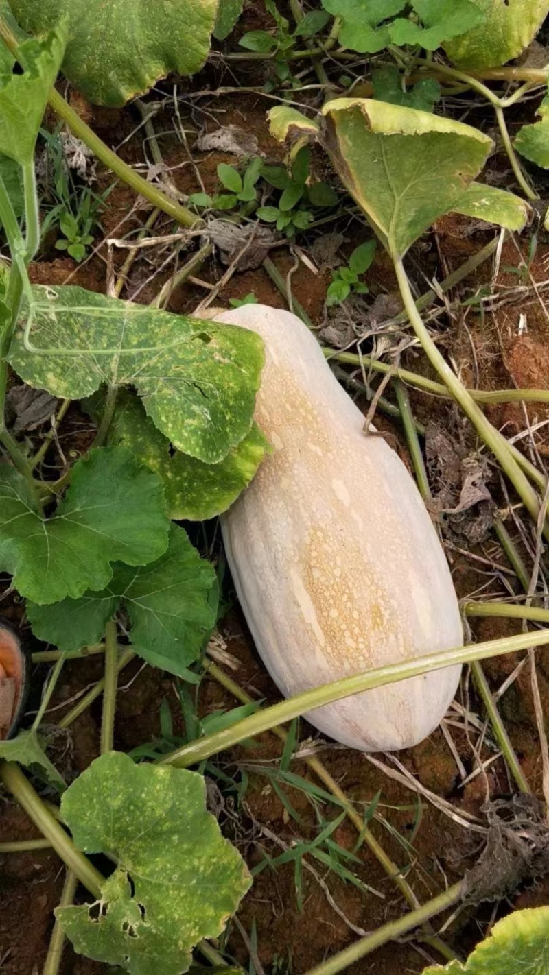 【热卖】金茂密本南瓜种子—肉厚肉红腔小欢迎联—南瓜种植基