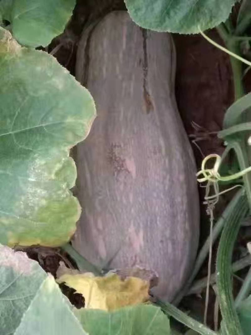【热卖】金茂密本南瓜种子—肉厚肉红腔小欢迎联—南瓜种植基