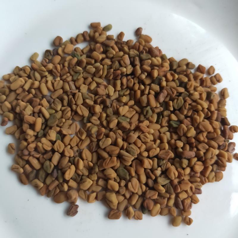 葫芦巴新货芦巴子大货供应中药材批发供应规格齐全