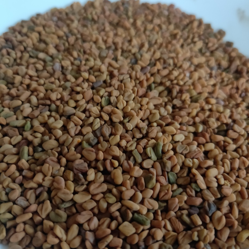 葫芦巴新货芦巴子大货供应中药材批发供应规格齐全