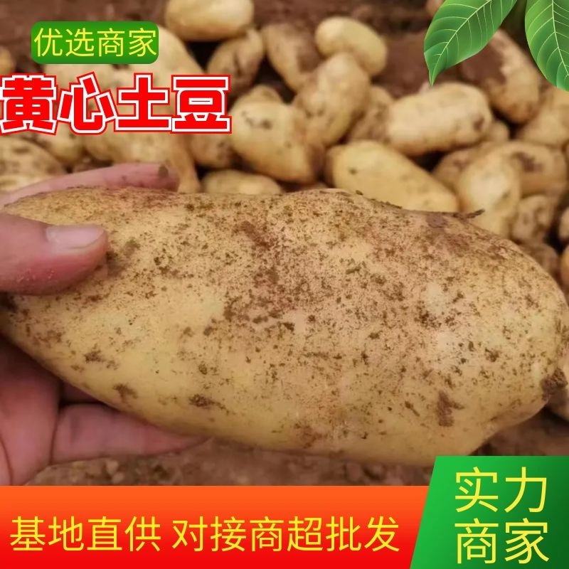 土豆湖北黄心土豆万亩基地直供量大优惠对接商超批发
