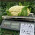 台松65天有机菜花种子早中熟花椰菜松花菜种子青梗松花菜