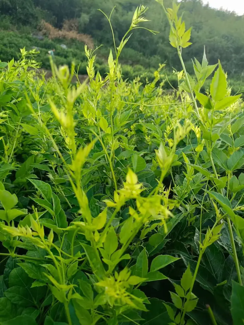 高品质藤茶产地发货张家界莓茶藤茶欢迎咨询合作