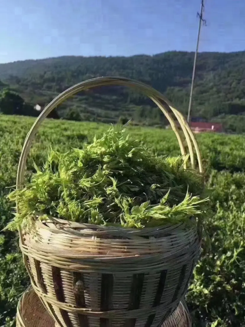 高品质藤茶产地发货张家界莓茶藤茶欢迎咨询合作
