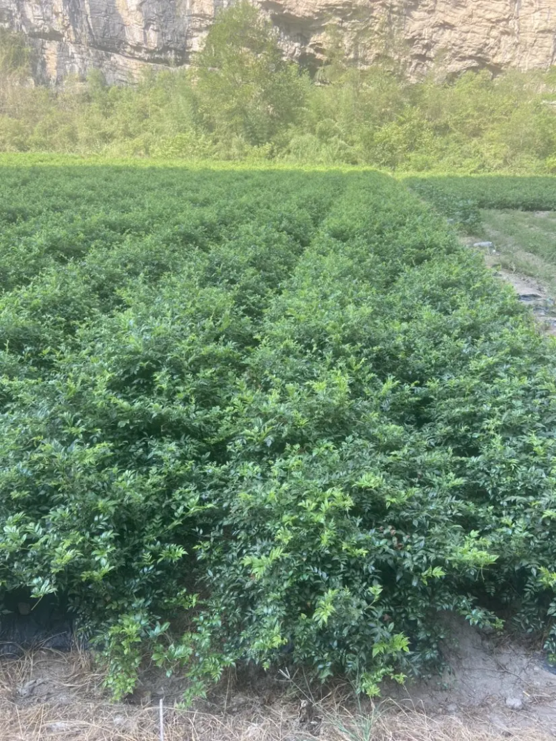 高品质藤茶产地发货张家界莓茶藤茶欢迎咨询合作