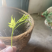 高品质藤茶产地发货张家界莓茶藤茶欢迎咨询合作