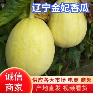 【甜瓜】辽宁金妃香瓜产地直发可视频看货皮薄多汁