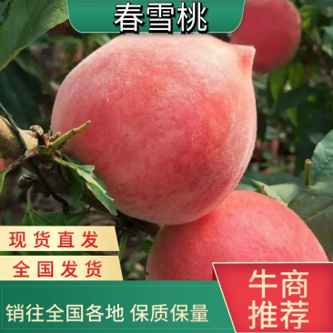 河北乐亭春雪桃大量上市，品质保证，提供一条龙服务