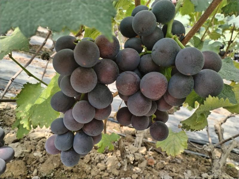 河北巨峰、夏黑无籽葡萄大量上市、一手货源，欢迎来扰