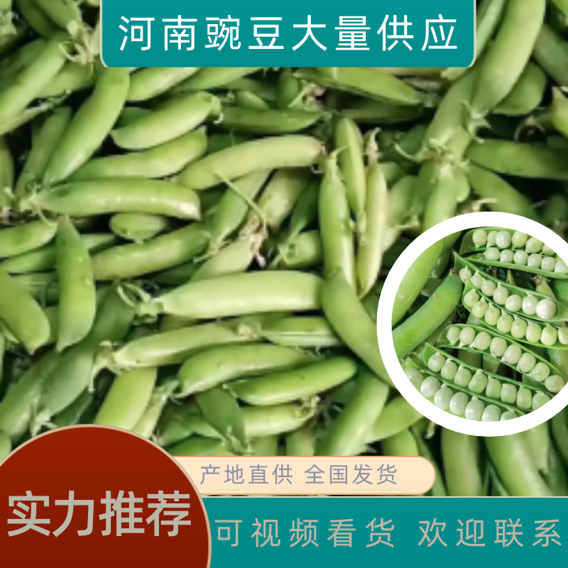 河南精品豌豆荚颗粒饱满一手货源现摘现发质量保证