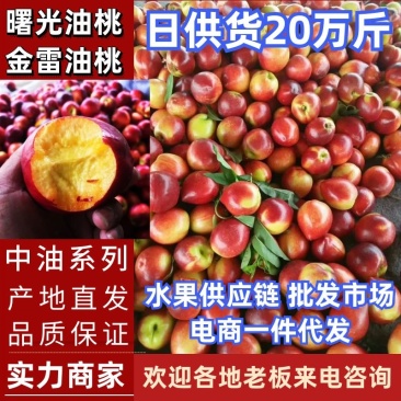 湖北油桃/露天桃/中油系列/大型桃子交易市场/冷库/吃住