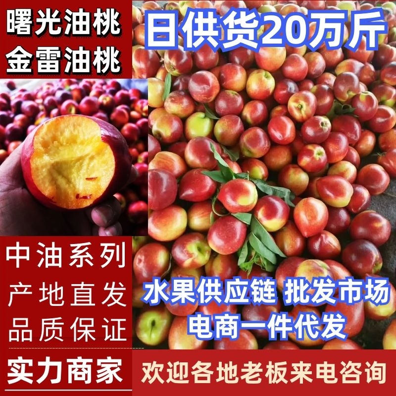 湖北油桃/露天桃/中油系列/大型桃子交易市场/冷库/吃住