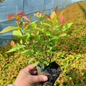 金焰绣线菊基地