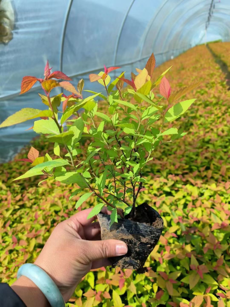 金焰绣线菊基地