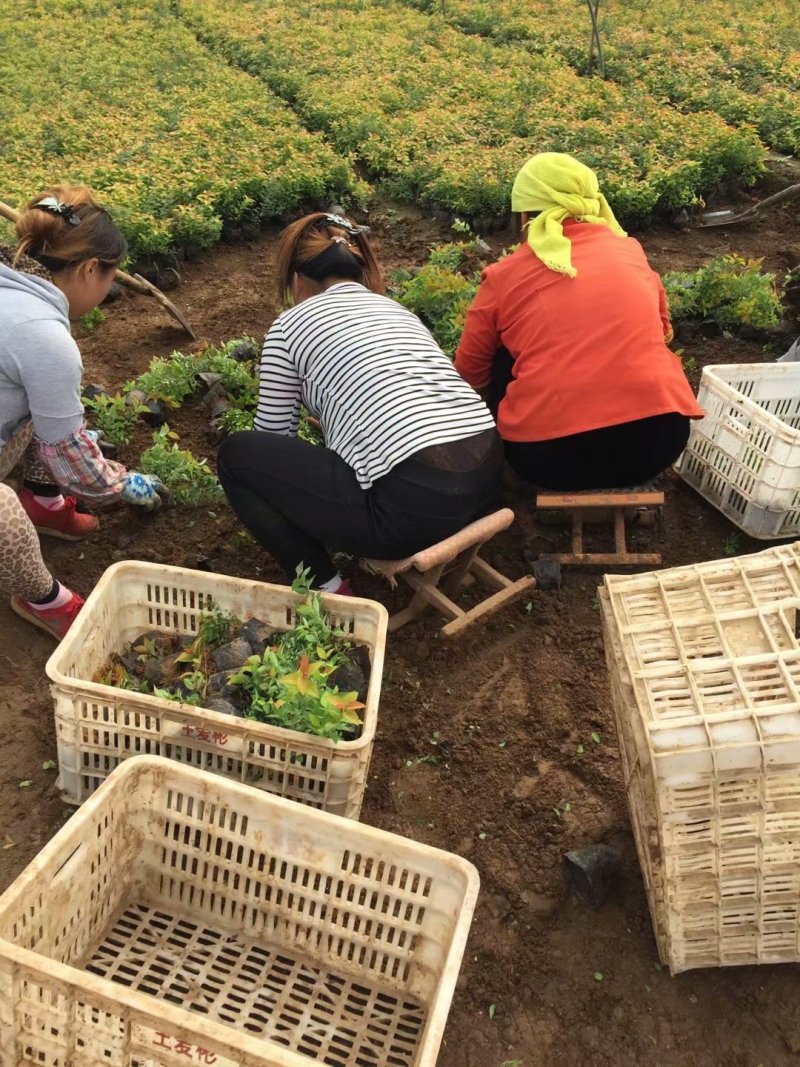 金焰绣线菊基地