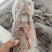 三去石斑鱼-活杀极冻石斑鱼供应商家-海南石斑鱼