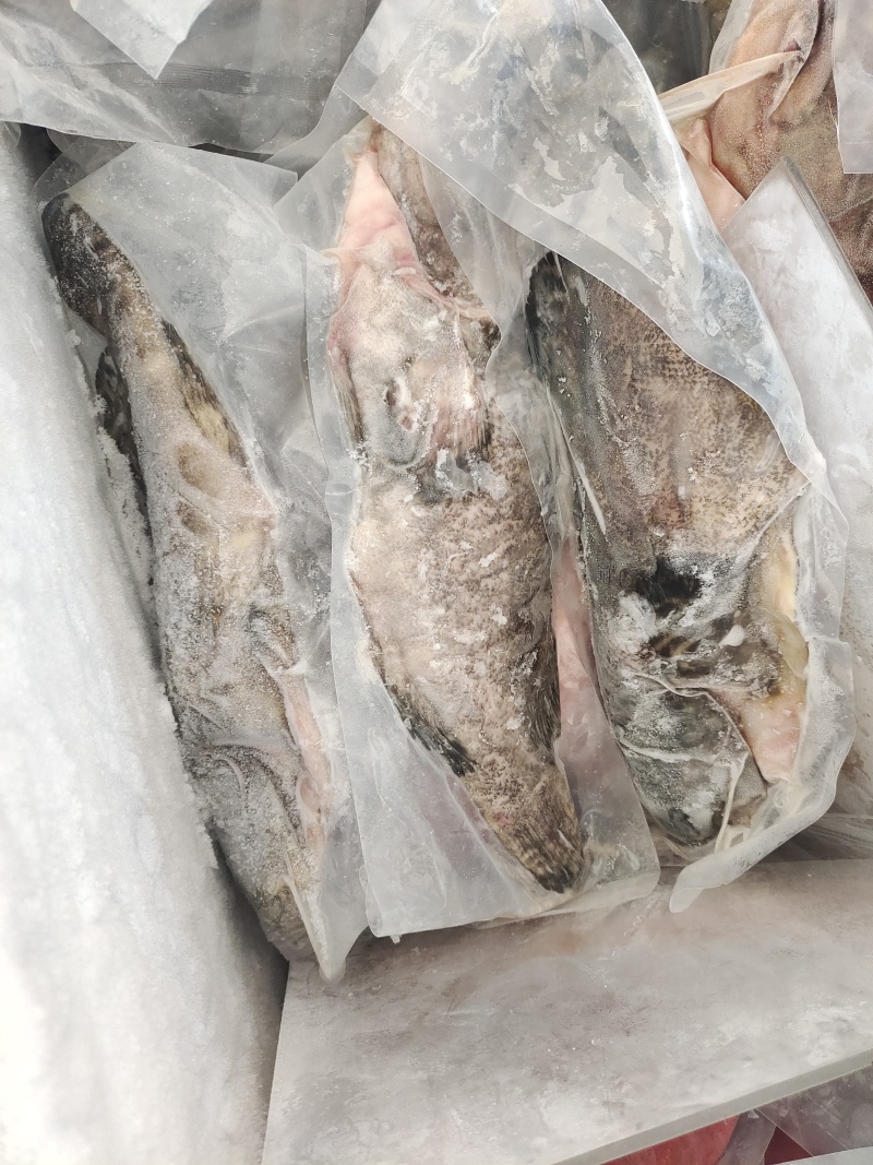 三去石斑鱼-活杀极冻石斑鱼供应商家-海南石斑鱼